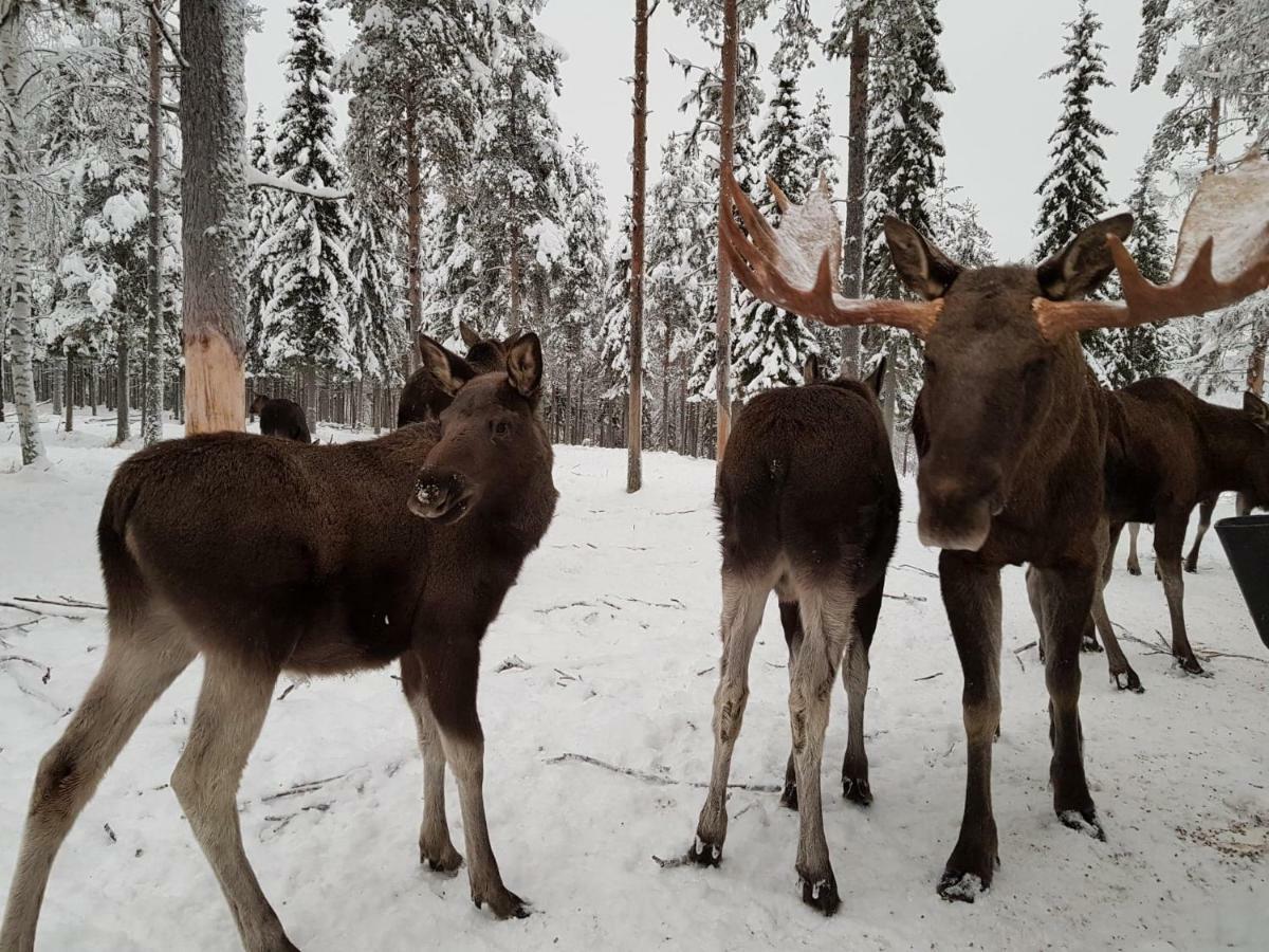 Отель The Friendly Moose Эверторнео Экстерьер фото