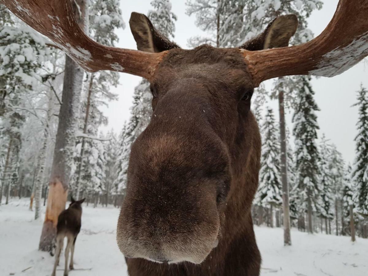 Отель The Friendly Moose Эверторнео Экстерьер фото